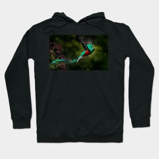 El Quetzal Hoodie